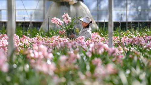 云南迎年宵花备货生产旺季
