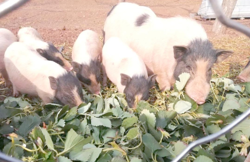 探秘黔南州：巴馬香豬的獨特魅力