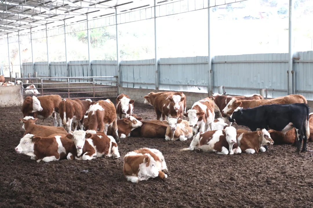 都匀：生态牛养殖激活乡村振兴“新引擎”