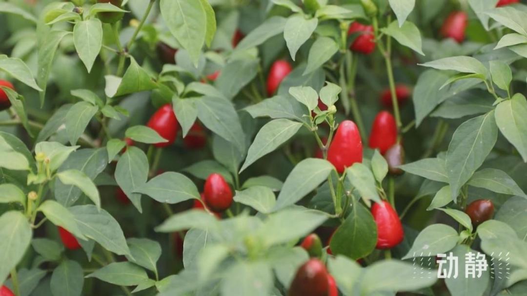 动静深度丨贵州农业现代化要走小精特之路