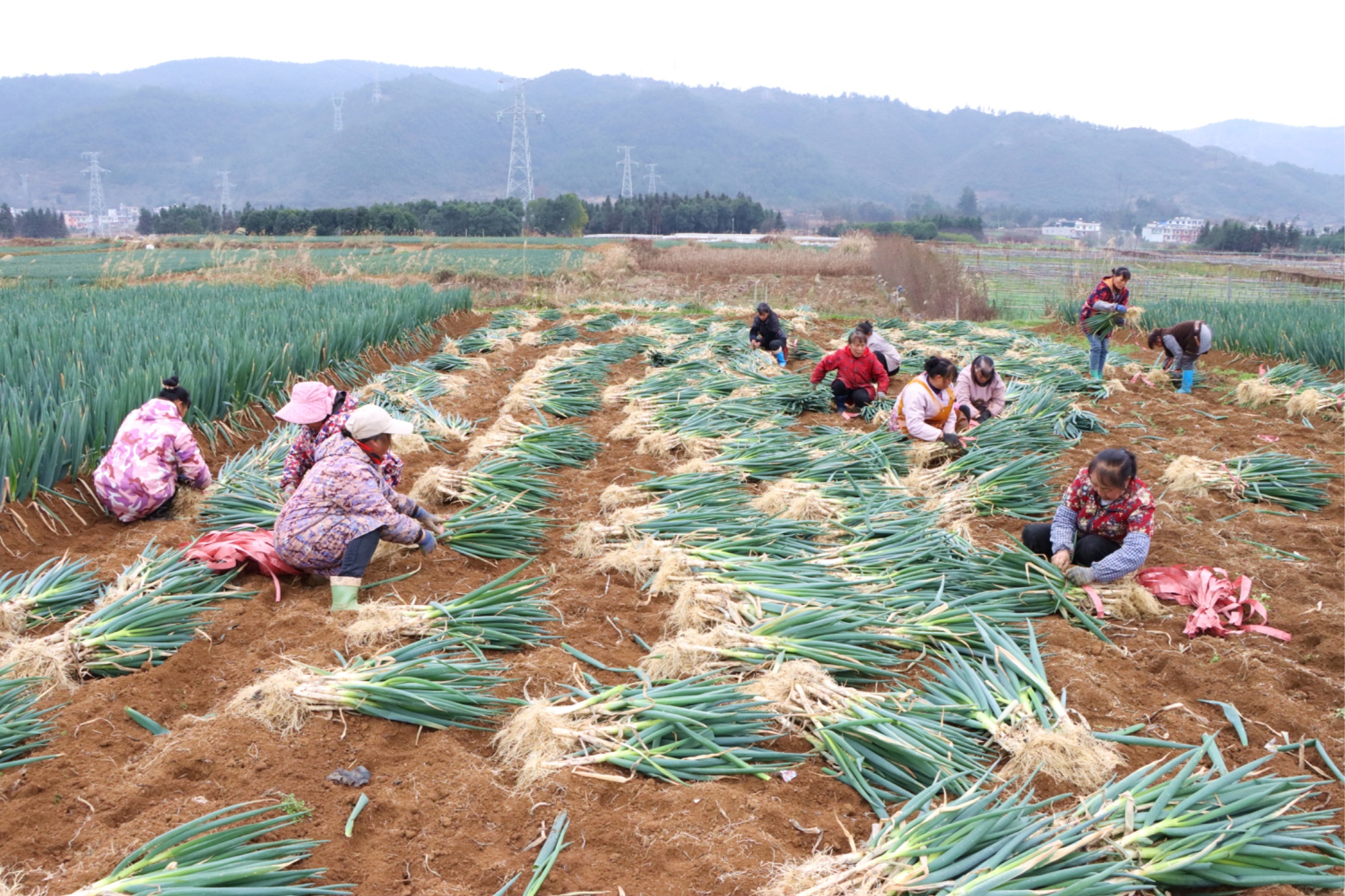 葱香四溢！贵州独山基长镇大葱产业喜获丰收