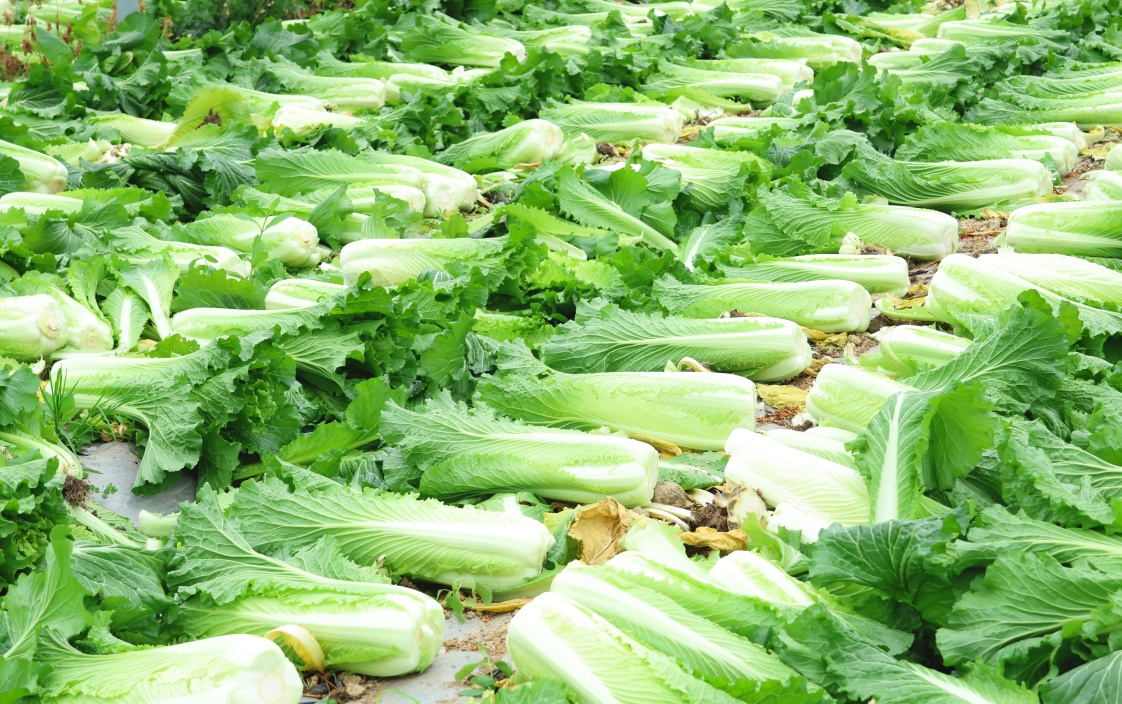 贵州独山：白菜喜丰收 群众采摘忙