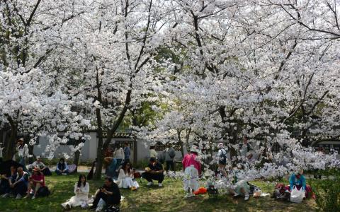 白雾横鼋渚 绛雪绕村郭——无锡看樱花