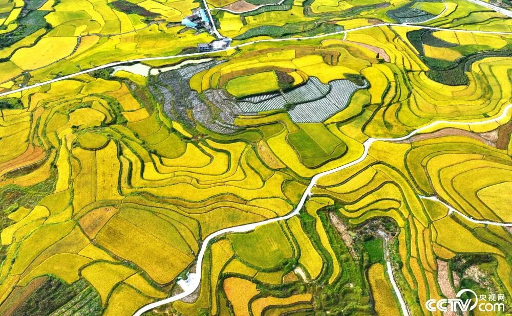 央视聚焦！黔南这片稻田美成“调色盘”，秋日限定浪漫已上线～
