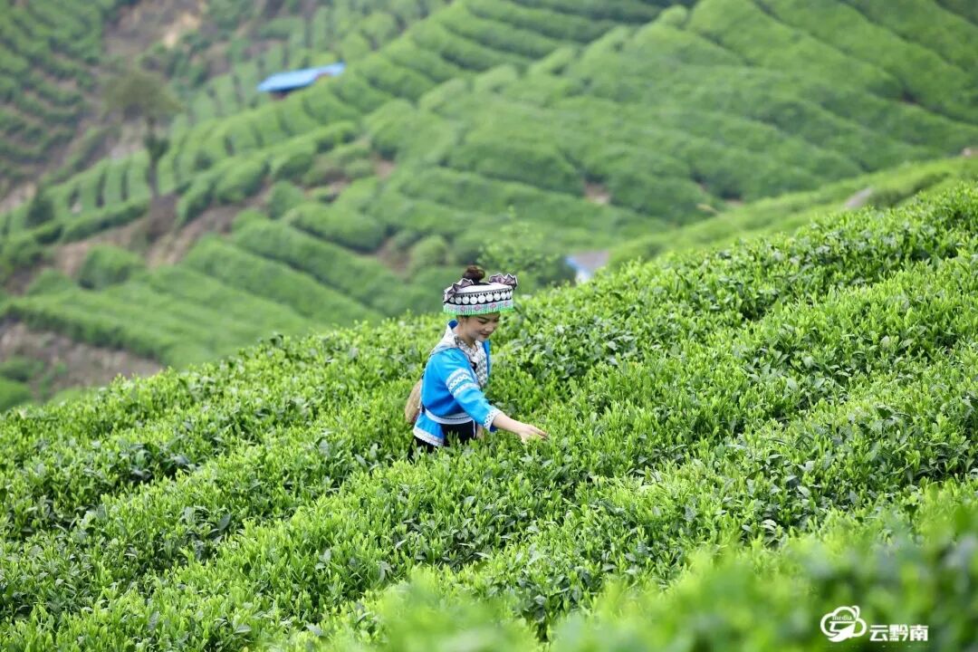 春尽夏生 奔向希望——黔南州特色高效农业产业发展扫描