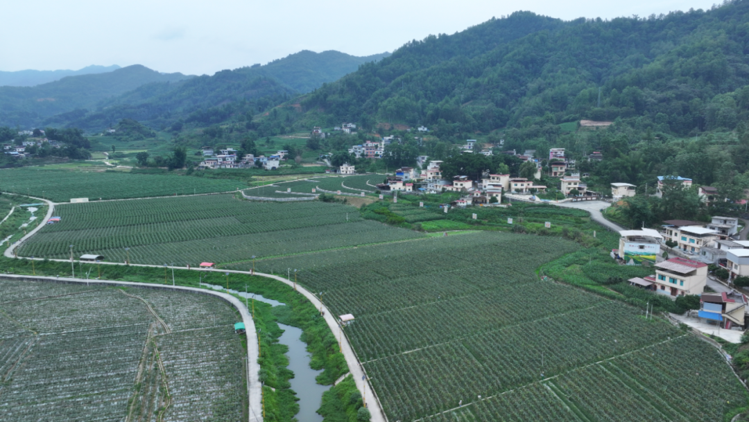 48小时内直达大湾区！黔南蔬菜出山“圈粉”