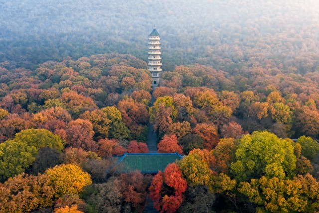 南京秋日童话已上线！这条钟山赏枫路线，藏着整个金陵的浪漫