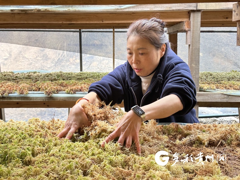 平塘海花草精深加工解锁女性健康新赛道