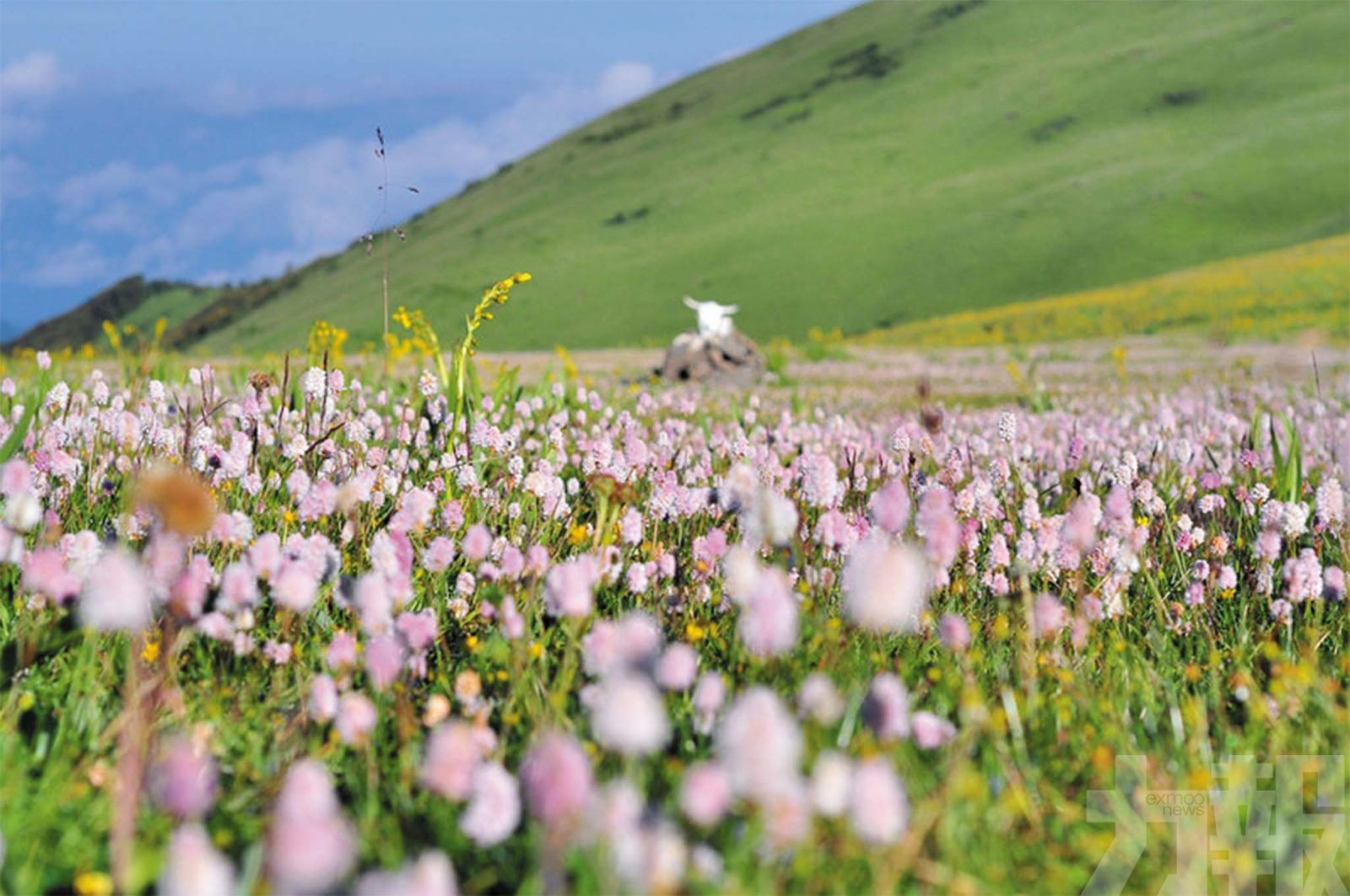 雲端上的花宴： 金川雲頂花海 離天堂最近的絢爛祕境