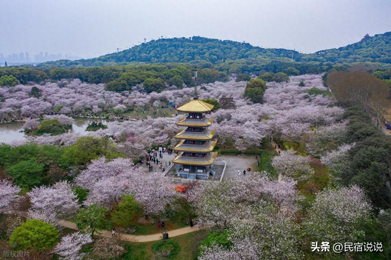 武汉上新，火车加地铁“双轨”式赏花任选，票价仅6元。