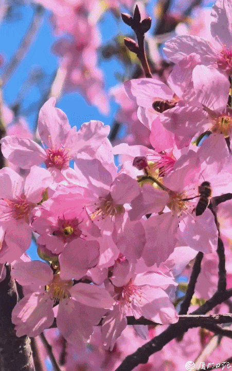 1500株绝美樱花、赏樱宝地……厦门赏樱合集上线！