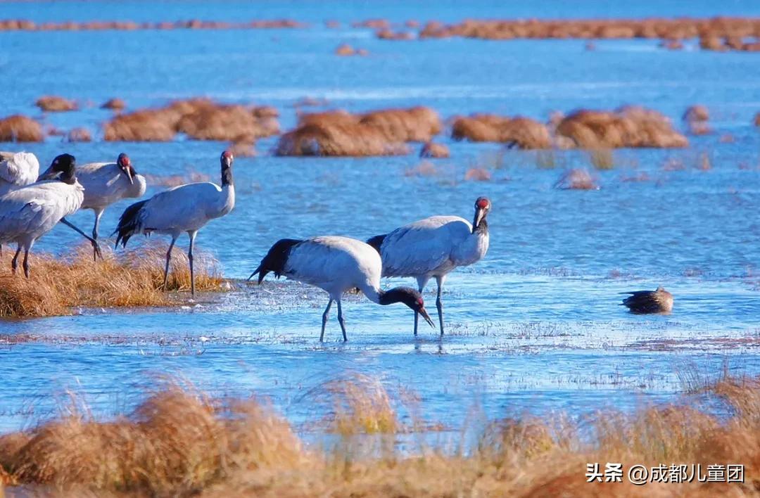 春假就去云贵川“追春”！三条路线：够美、够野、够春天