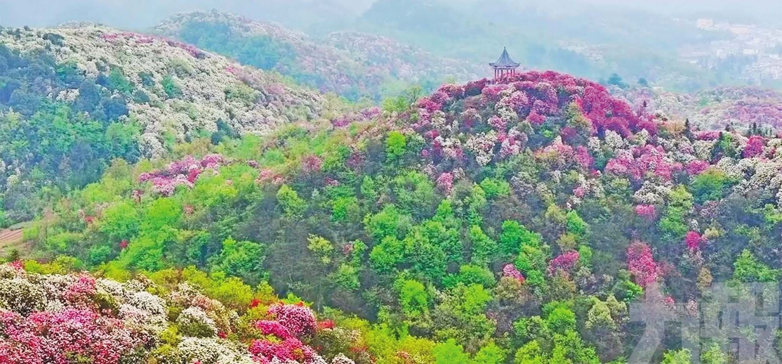 貴州畢節百里杜鵑：走進「地球彩帶」 邂逅世界最大天然花海