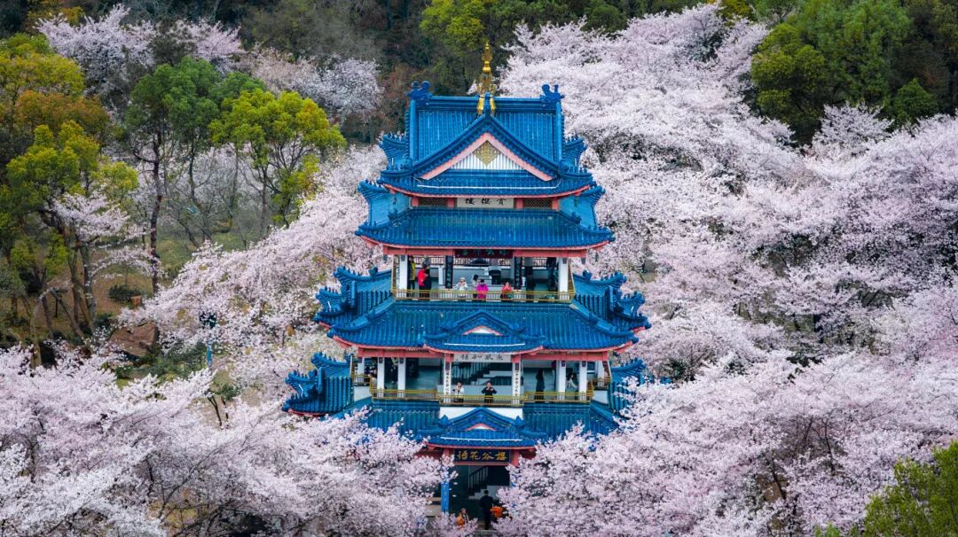 紧急！夜樱倒计时！ 