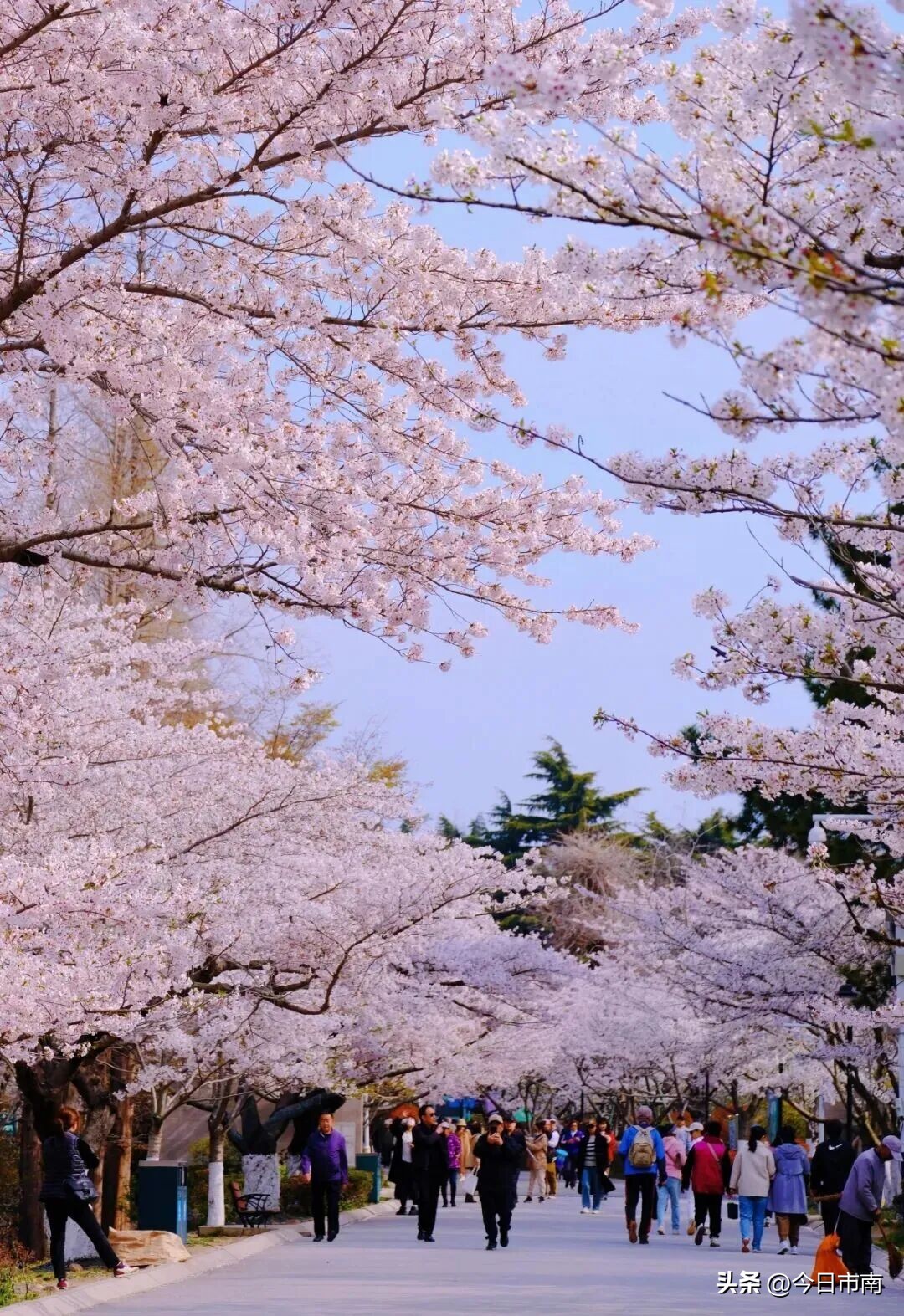 走，去中山公园赏花！