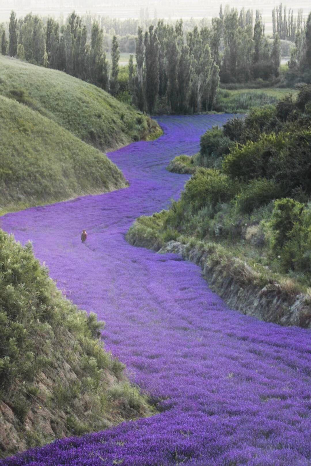 伊犁淡季旅游，到底能省多少钱？一份本地人的真实账本 